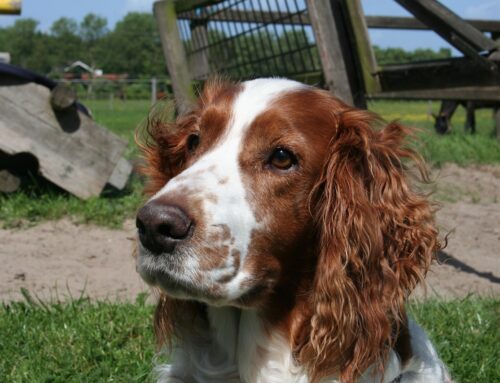 DCM in de Welsh Springer Spaniel