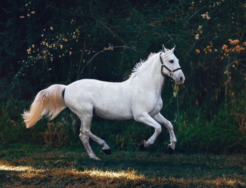 Nieuwe vachtkleuren voor paarden beschikbaar