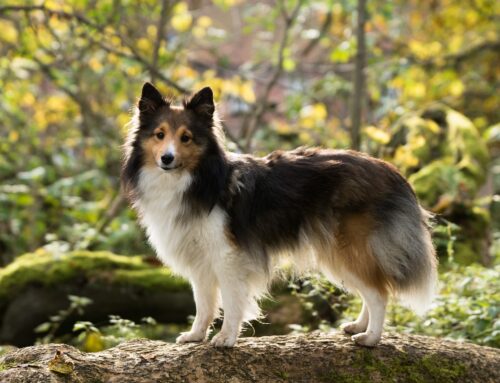 Oogaandoeningen bij de Shetland Sheepdog